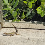 Photo n°5 de l'avis de Mike. fait le 15/09/2022 à 08:31 sur le  VOI Alimini Resort à Otranto