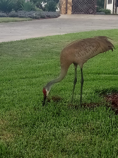 Golf Club «Swiss Golf & Tennis Club», reviews and photos, 494 Century Dr, Winter Haven, FL 33881, USA