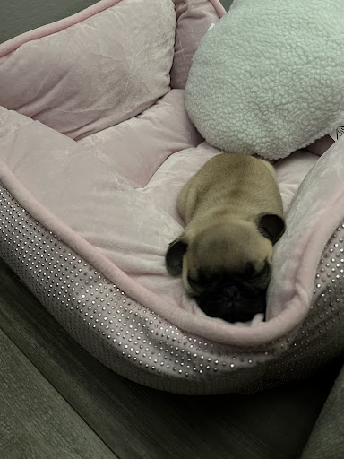 Pet Store «Petland», reviews and photos, 10289 Ulmerton Rd, Largo, FL 33771, USA