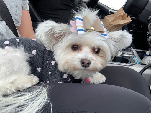 Pet Store «Puppy Boutique Store», reviews and photos, 4001 N Federal Hwy, Fort Lauderdale, FL 33308, USA