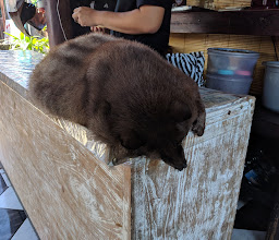 Bali Luwak Coffee photo