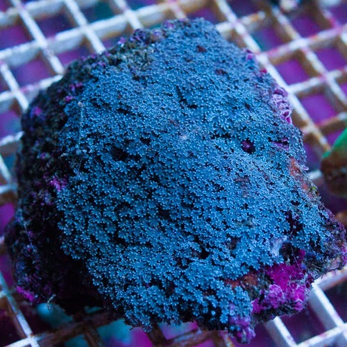 Pet Store «Colchester pet Shop LLC», reviews and photos, 111 Loomis Rd #2a, Colchester, CT 06415, USA