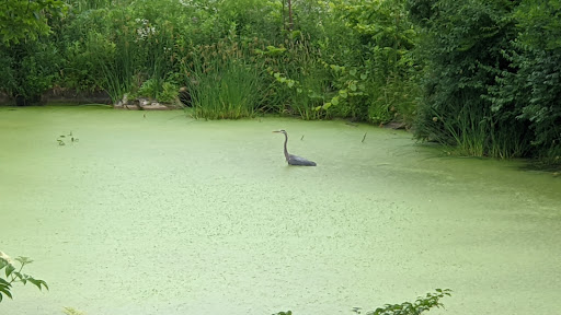 Nature Preserve «Lakewood Forest Preserve», reviews and photos, 27277 N Forest Preserve Rd, Wauconda, IL 60084, USA