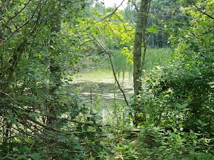 Mystery Spring - photo 2