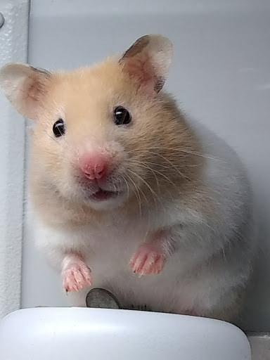 Pet Supply Store «Petco Animal Supplies», reviews and photos, 415 E University Dr, Granger, IN 46530, USA