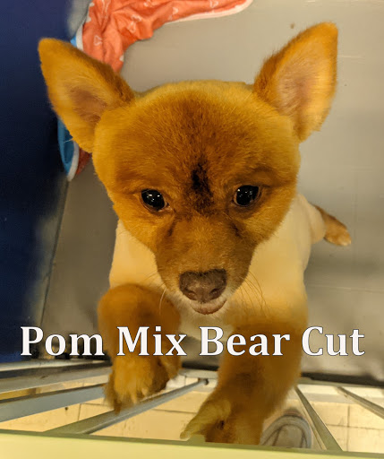 Pet Groomer «Tidy Dog Pet Supply & Salon», reviews and photos, 2612 Lebanon Pike A, Nashville, TN 37214, USA