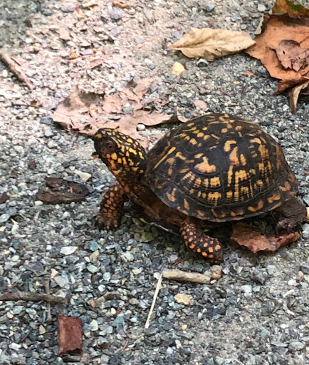 Tourist Attraction «North Anna Battlefield Park», reviews and photos, 11576 Verdon Rd, Doswell, VA 23047, USA