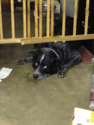 Motorcycle Shop «The Original Bad Guys / Specializing in Harley Davidson», reviews and photos, 6852 Satchelford Rd, Columbia, SC 29206, USA