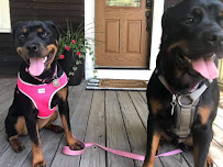 Annie's Woof Pack Dog Walking & Pet Sitting - Photo 8 - Car repair in , Brockton