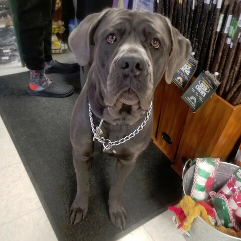 Pet Supply Store «Alpha-Dog Pet Centers, L.L.C.», reviews and photos, 46370 Middle Ridge Rd, Amherst, OH 44001, USA