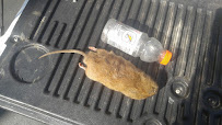 Pest Control - Photo 9 - Car repair in Rockville, MD, Arlington