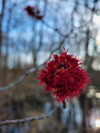 Park «Edgewood Park», reviews and photos, Edgewood Ave, New Haven, CT 06511, USA