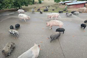Pigs Peace Sanctuary image