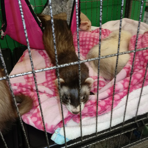 Pet Supply Store «Pet Supplies Plus», reviews and photos, 8717 Ridgeland Ave, Oak Lawn, IL 60453, USA