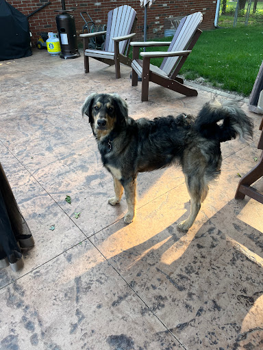 Top Shelf Grooming LLC