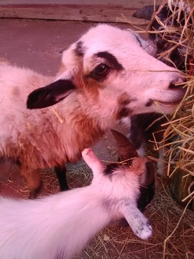 Theme Park «Frontier City Theme Park», reviews and photos, 11501 N I- 35 Service Rd, Oklahoma City, OK 73131, USA