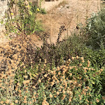 Photo n°6 de l'avis de Anette.l fait le 29/08/2022 à 08:18 sur le  Hotel Restaurant Burg Hornberg à Neckarzimmern am Neckar