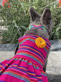 Jv Pet Boutique - Photo 4 - Car repair in San Diego, CA, San Diego