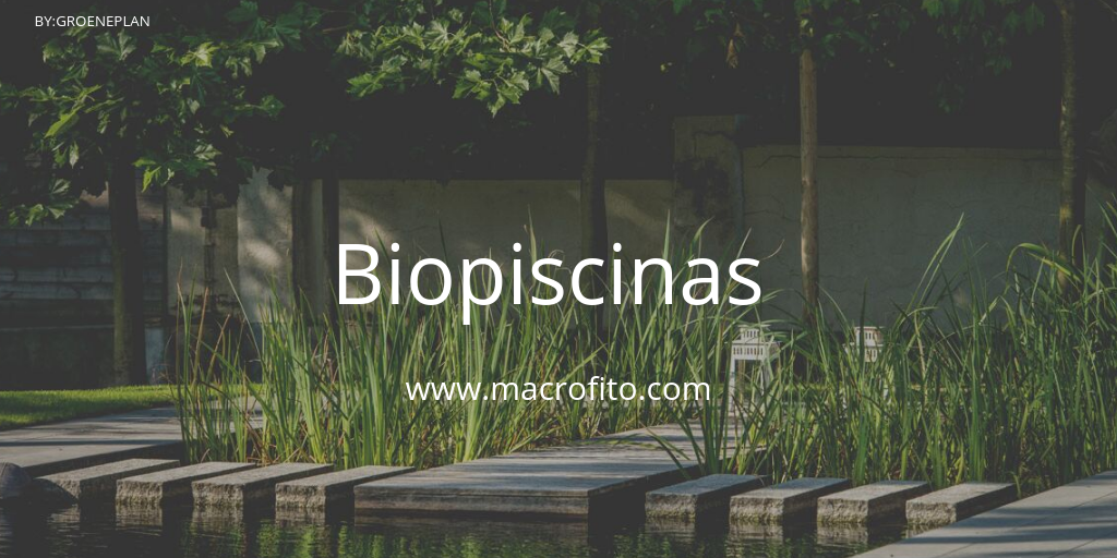 Macrofito Ingeniería Verde