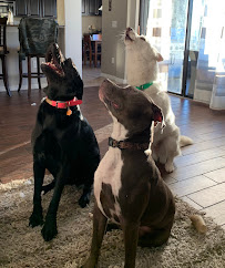 Serenity K-9 Training - Photo 8 - Car repair in Riverview, FL, Riverview