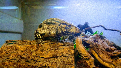 Pet Store «Exotic Pets», reviews and photos, 2410 N Decatur Blvd #160, Las Vegas, NV 89108, USA