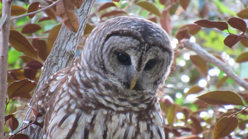 Park «Devon Aire Park», reviews and photos, 10411 SW 122nd Ave, Miami, FL 33186, USA