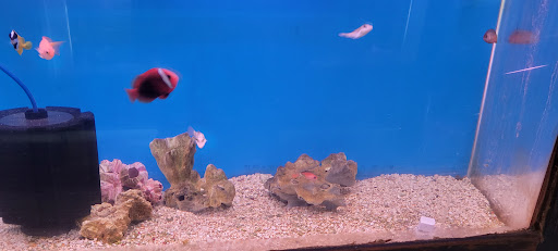 Tropical Fish Store «Lucky Ocean Aquarium», reviews and photos, 109 Balboa St, San Francisco, CA 94118, USA