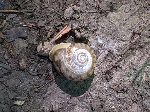 Nature Preserve «Meltzer Woods», reviews and photos, 1522 S 600 E, Shelbyville, IN 46176, USA