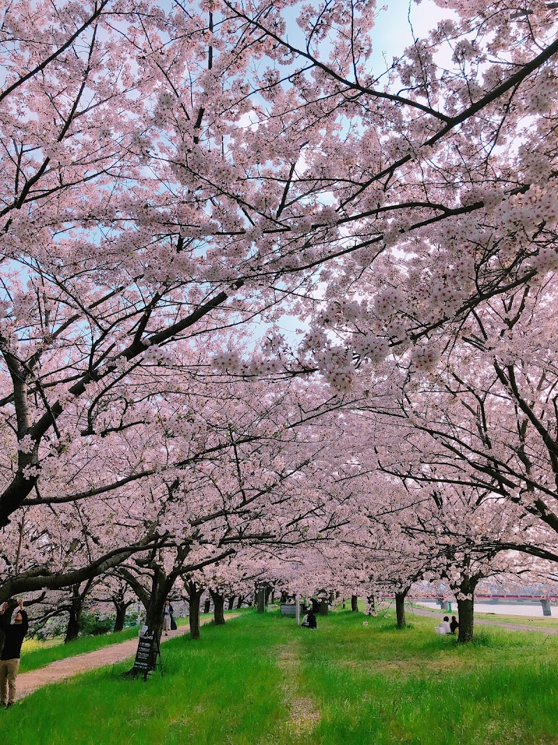 大野川右岸桜スポット 大分県大分市須賀 観光名所 グルコミ