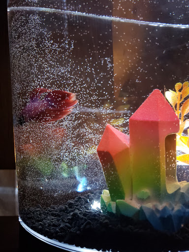 Pet Store «Fish Bowl», reviews and photos, 2117 E Race Ave, Searcy, AR 72143, USA