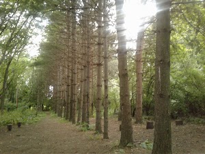 Kennedy Park - photo 9
