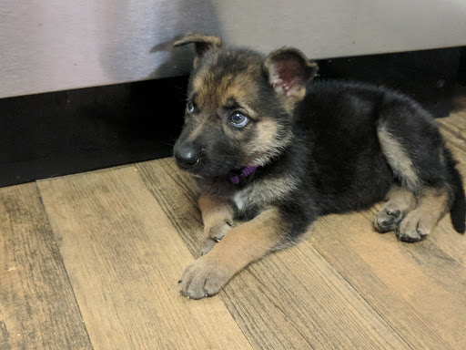 Animal Hospital «Animal Medical Corpus Christi», reviews and photos, 6822 Everhart Rd, Corpus Christi, TX 78413, USA