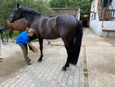 BAILLY VETERINAIRES CLINIQUE EQUINE (CHEVAUX ANES MULETS) à Dammarie-les-Lys
