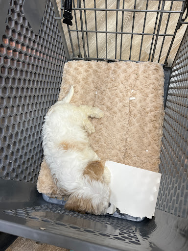 Pet Supply Store «Petland Dallas», reviews and photos, 11909 Preston Rd, Dallas, TX 75230, USA