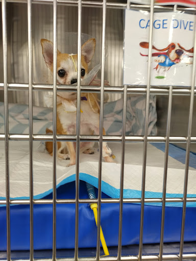 Petsense by Tractor Supply