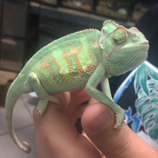 Reptile Store «Pet Palace», reviews and photos, 1442 N Hollenbeck Ave, Covina, CA 91722, USA