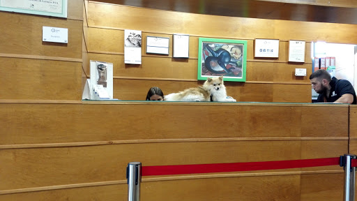 Pensioni per cani e dog hotel a CVRS Policlinico Veterinario Roma Sud