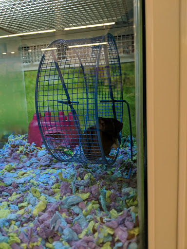 Pet Supply Store «PetSmart», reviews and photos, 5336 Westpointe Plaza Drive, Columbus, OH 43228, USA