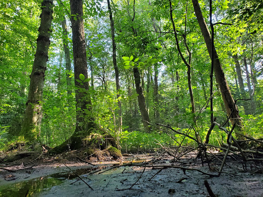 Park «Killens Pond State Park», reviews and photos, 5025 Killens Pond Rd, Felton, DE 19943, USA