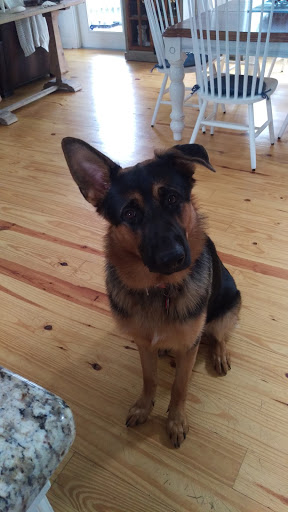 Dog Trainer «K9 Penn Dog Training Services», reviews and photos, 475 Sandy Ln, Surfside Beach, SC 29575, USA