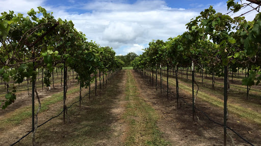 Winery «Texas SouthWind Vineyard & Winery, LLC», reviews and photos, 16375 US-183, Refugio, TX 78377, USA