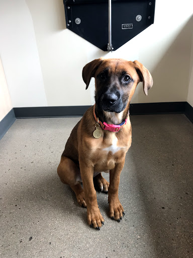 Pet Supply Store «Petco Animal Supplies», reviews and photos, 1265 Sergeant Jon Stiles Dr f, Highlands Ranch, CO 80129, USA