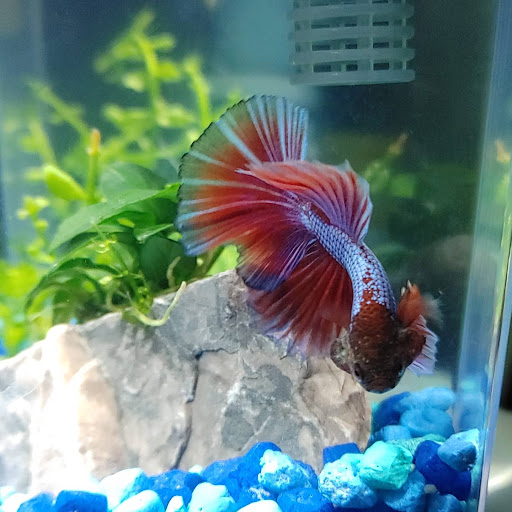 Pet Supply Store «Petco Animal Supplies», reviews and photos, 5177 Eldorado Pkwy, Frisco, TX 75033, USA