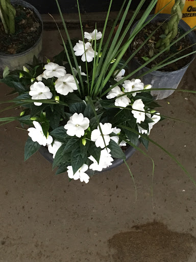 Florist «Pletschers», reviews and photos, 641 Old Hwy 8 SW, New Brighton, MN 55112, USA