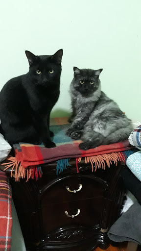 Pet Supply Store «Pet Foods Plus», reviews and photos, 495 Kings Hwy, Brooklyn, NY 11223, USA