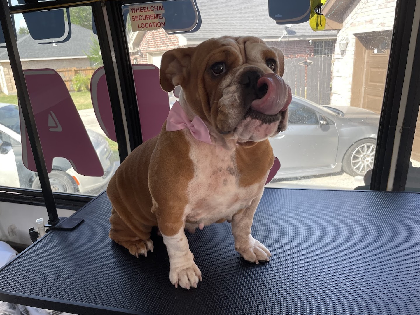 Paw Spa mobile pet grooming