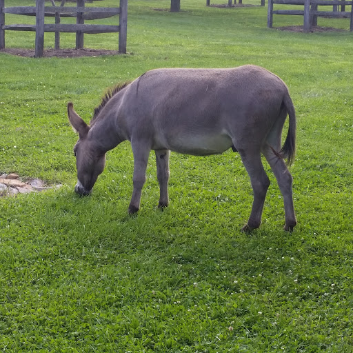 Event Venue «Ironstone Ranch», reviews and photos, 1 Hollinger Ln, Elizabethtown, PA 17022, USA