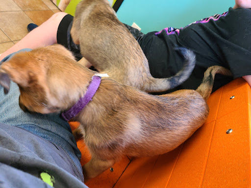 Pet Supply Store «PetSmart», reviews and photos, 5418 E 41st St, Tulsa, OK 74135, USA