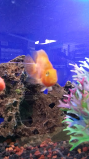 Pet Supply Store «Paws & Claws & Co», reviews and photos, 1801 E Market St, Warsaw, IN 46580, USA