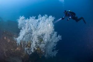 Descend Scuba Diving - Milford Sound image